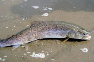 Sibirski, ili obični, tymen